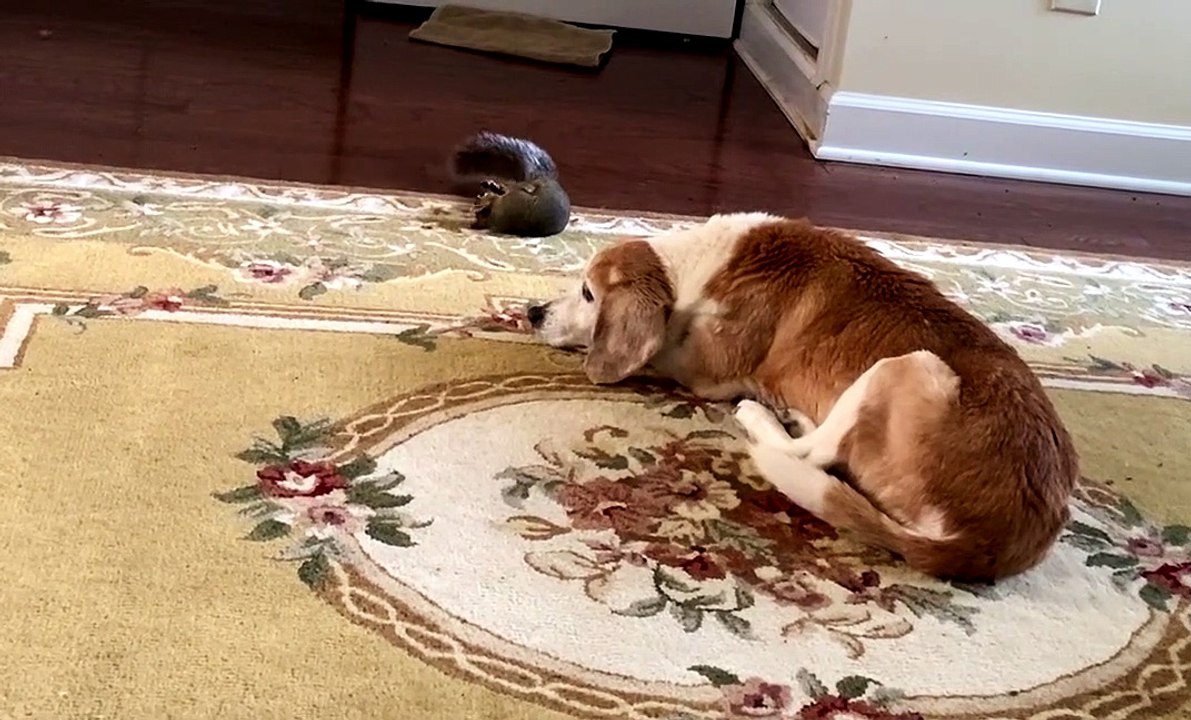 Squirrel with Zoomies Taunts the Dog