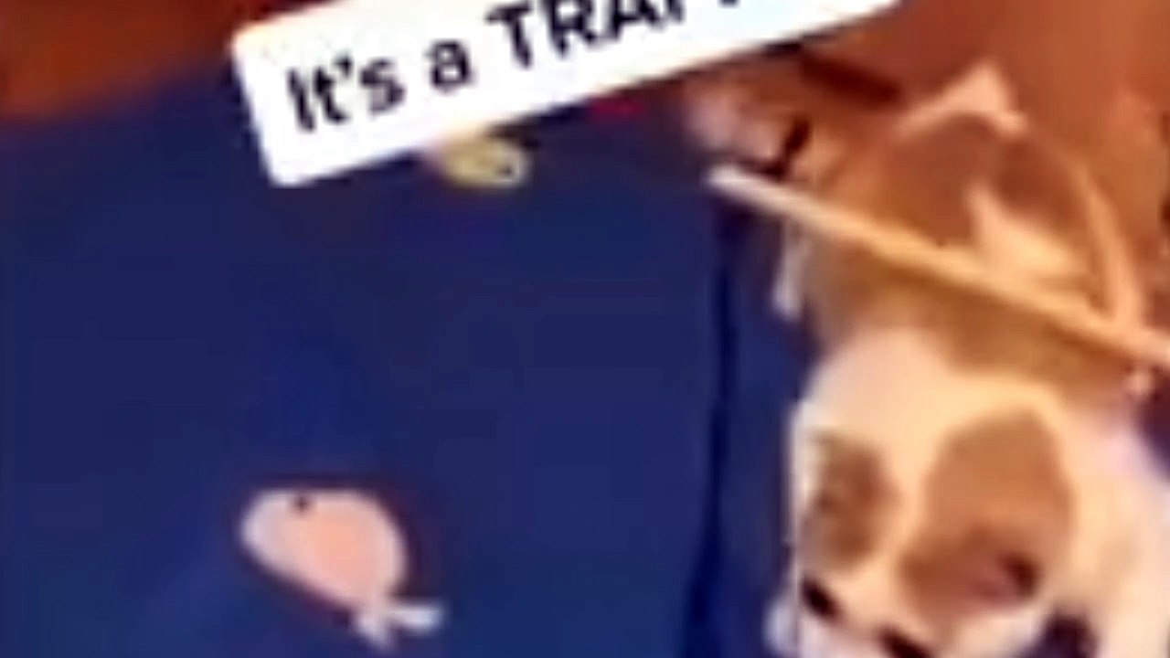 Funny cat and dogs video