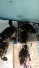 Ducklings Mistake Picture For Peas