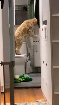 Ce chien avait soif, il a donc été boire