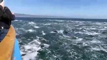 Un banc de dauphin géant filmé à Dana Point, Californie