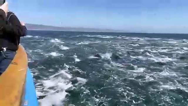 Un banc de dauphin géant filmé à Dana Point, Californie