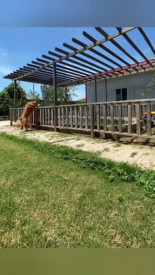 Funny  pets