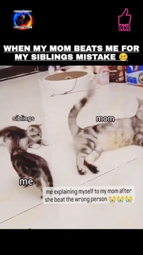When my mom beats me for my siblings mistake New funniest memes 2023
