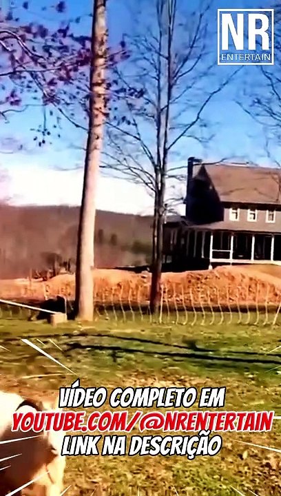 TENTA NÃO RIR com FAILS ÉPICOS de ANIMAIS LOUCOS