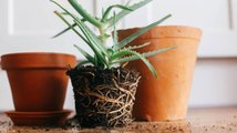 4 Errores Que Estás Cometiendo Con Tus Plantas De Interior