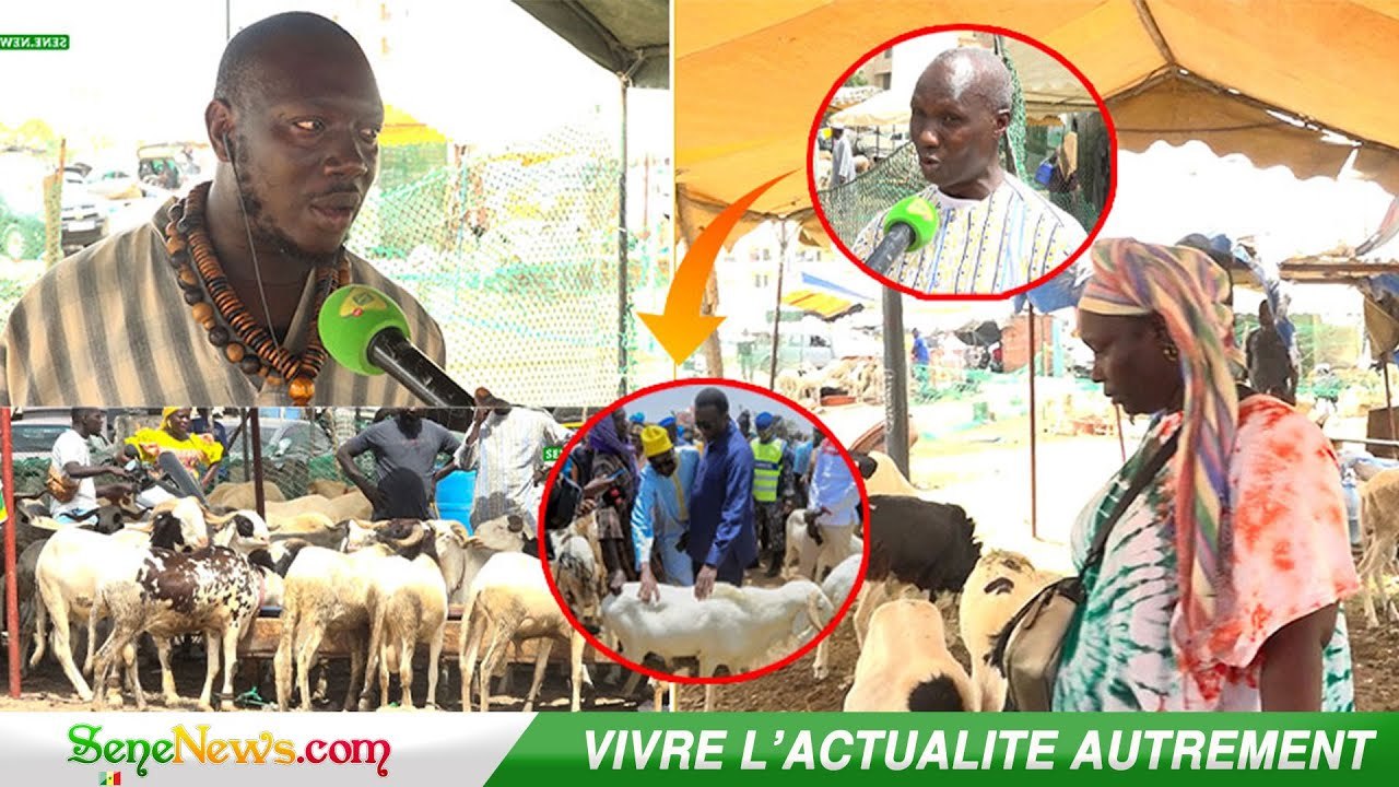 Tabaski 2023 : Entre hausse des prix et rareté des moutons, les confidences des Sénégalais