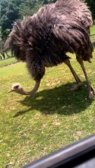 Ostrich Struts Its Stuff at Virginia Safari Park