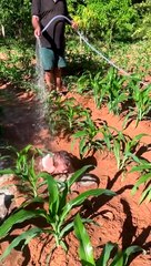 Baby Is Watered With The Plants
