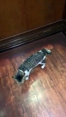 Cat Patiently Waits For His Floor