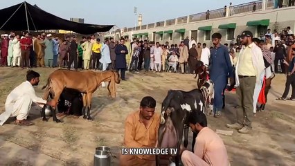 Highest Milking Goats Milk Competition University of Agriculture Faislabad