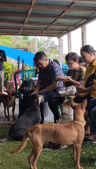 Begging Dog Wags Paws