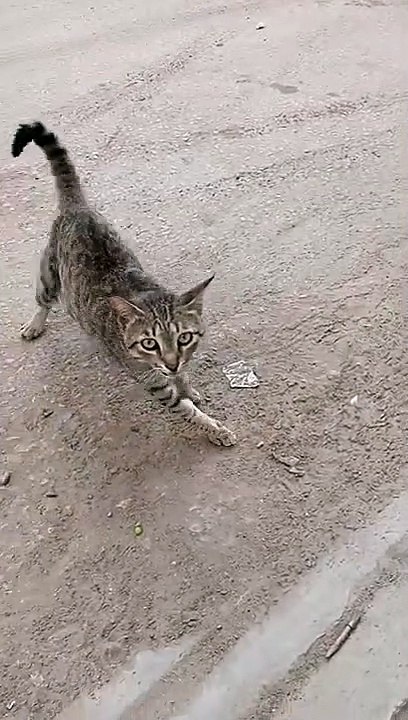 cat Chicken