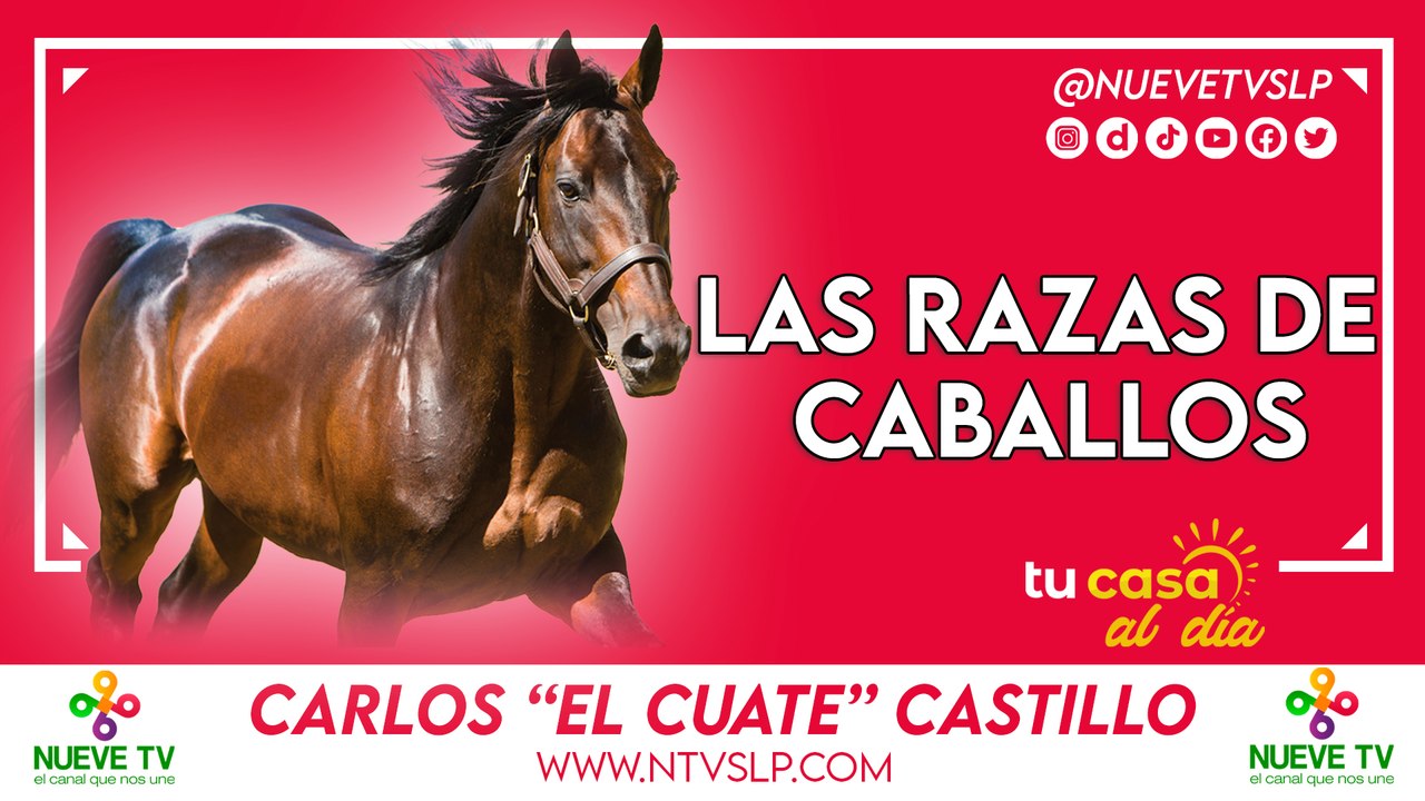 Las razas de caballos