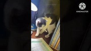 Cuts baby cat video