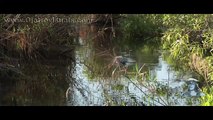 Alligator Stalks Rat Snake 01 Footage