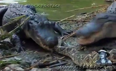 Alligator Attack Part 04 17 Alligator vs Snake