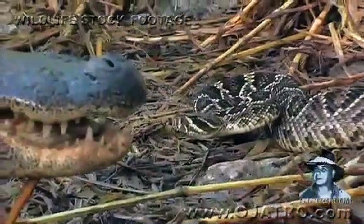 Alligator Attack Part 01 17 Alligator vs Python - video Dailymotion
