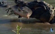 Alligator Attack Part 11 17 - Alligator vs Fish