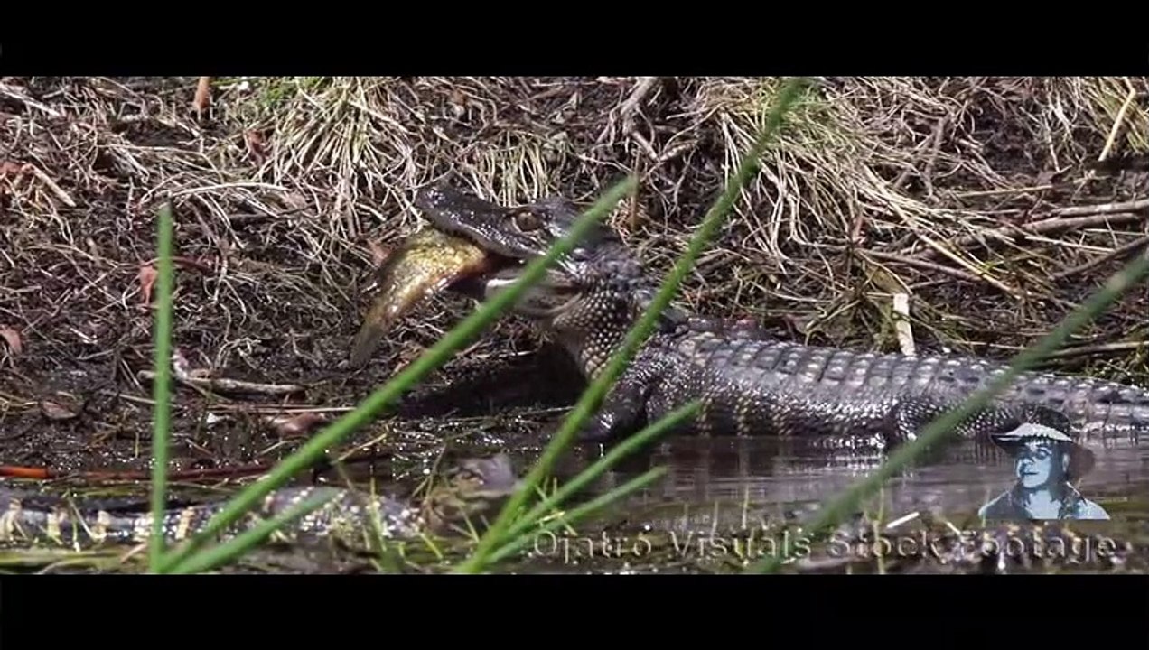 Alligator Eats Fish 03 Footage