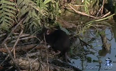 Alligator Attack Part 15 17 Alligator vs Rat