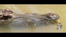 Nile Crocodiles In Florida 02