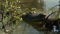 Aggressive Alligators 03, Dangerous Reptiles