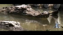 Nile Crocodiles In Florida Footage 01