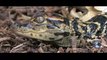 American Alligators Hatching Footage 01