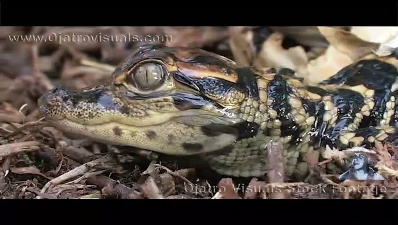 American Alligators Hatching Footage 01