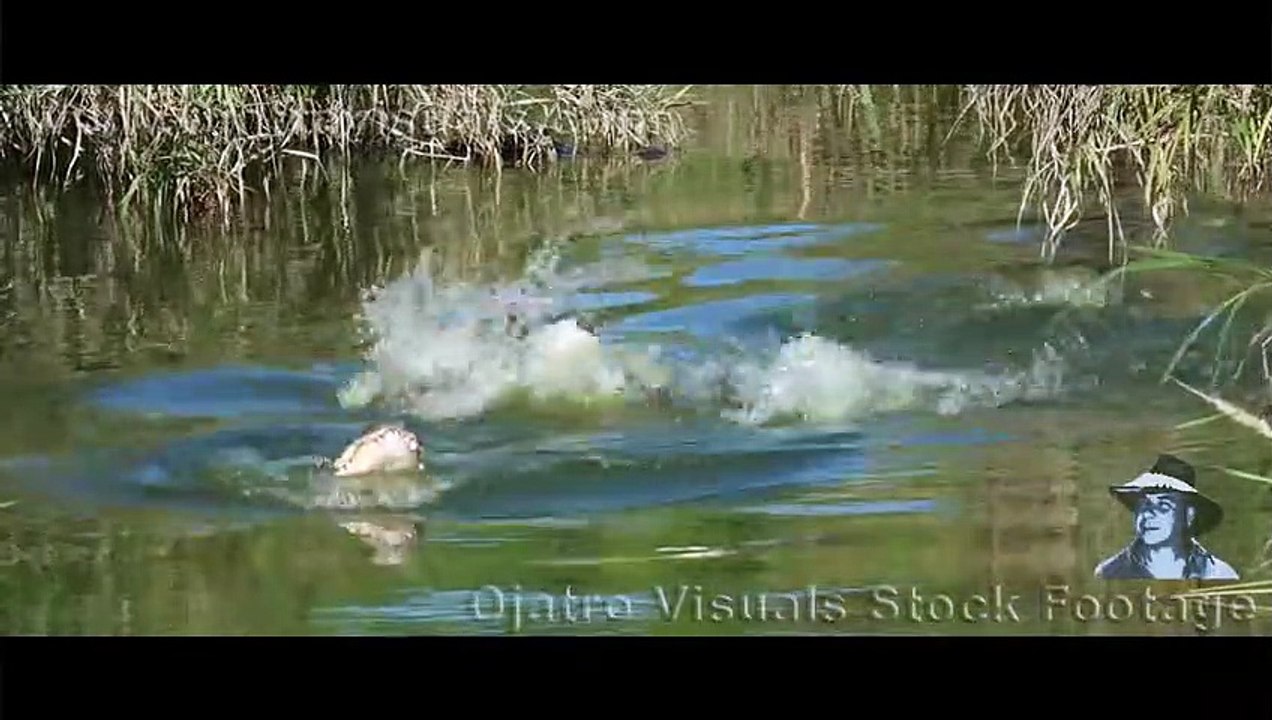 Aggressive Alligators 01 Footage