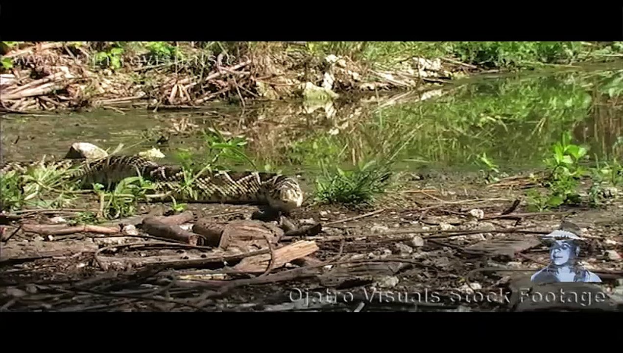 Alligator Eats Rattlesnake 01 Footage