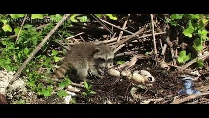 Raccoons Catching Alligator Hatchlings 01