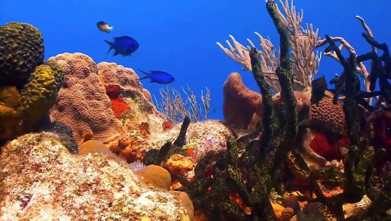 SCHOCKIERENDE MOMENTE AUF DER KAMERA