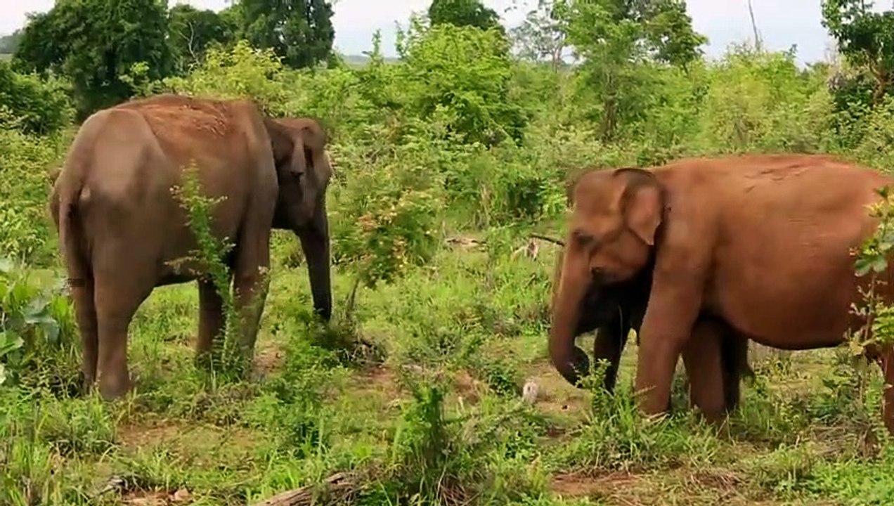 Unglaubliche Szene, wenn ein wütender Elefant andere Tiere angreift - Elefant greift Büffel, Löwen..