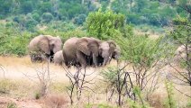 Nicht zu glauben! Elefantenherde gegen Krokodile versucht, Elefantenbabys zu retten