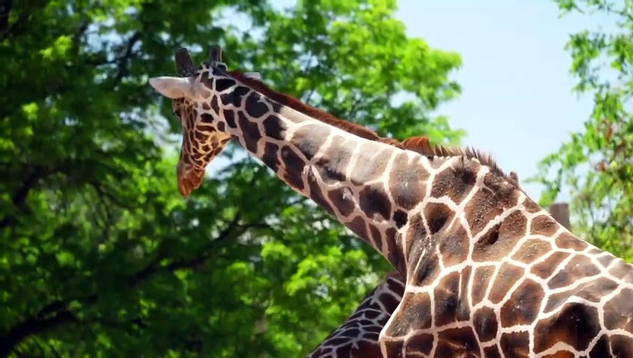 Schrecklich - Eine tapfere Giraffenmutter greift Hyänen und einen Löwen an, um das Leben..