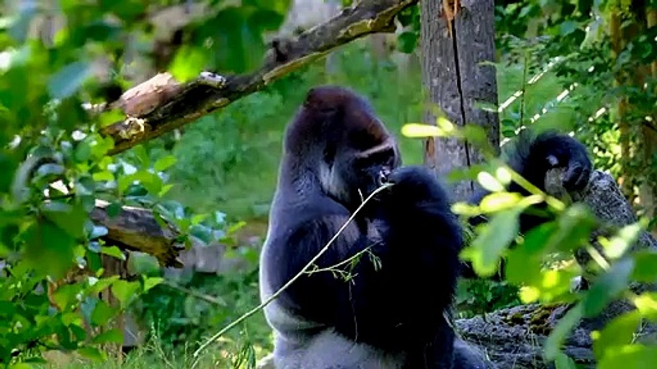 Top 10 der stärksten Tiere, die der Löwe nie treffen möchte