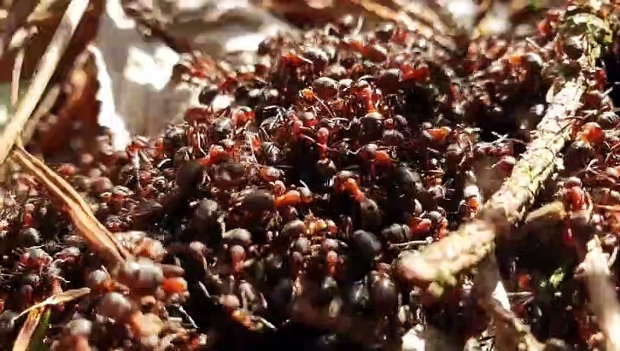 Tiere, die die Natur ungerecht behandelt hat