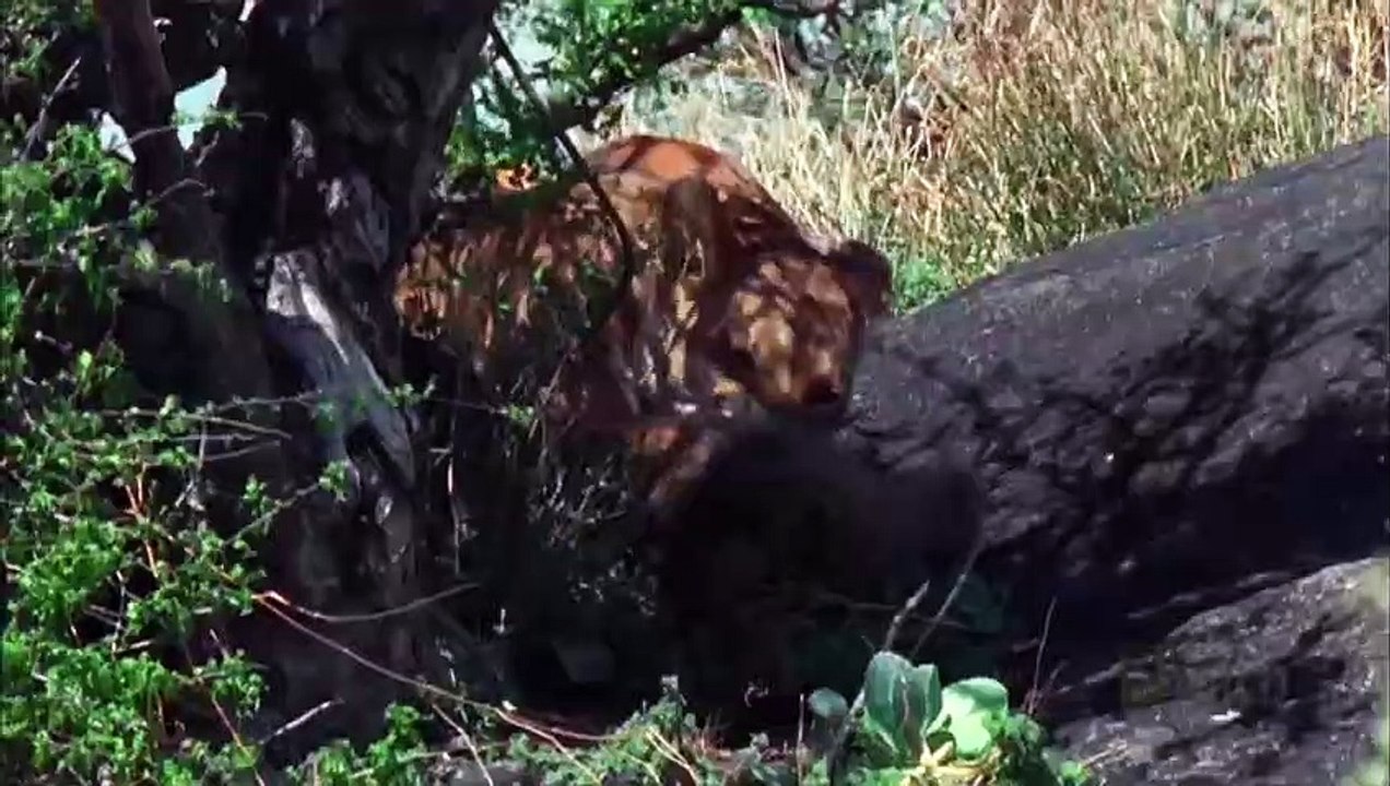 Löwe vs Pavian - Paviane sterben in einem Löwenkiefer #tiere #doku