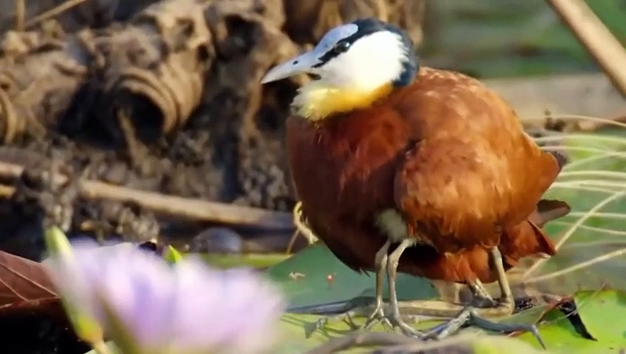 Dieser Fisch ist es leid, im Wasser zu leben - Unglaublich gefilmte Tiere!