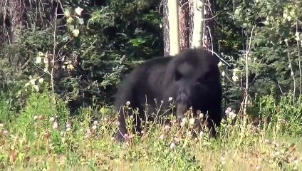 Wäre es nicht Gefilmt Worden, würde keiner glauben, dass Tiere Sich Gegenseitig Retten