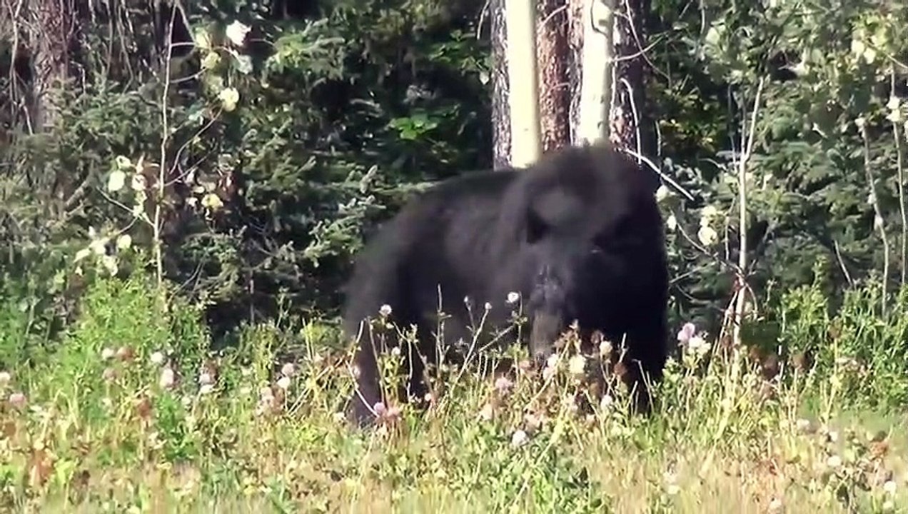 Wäre es nicht Gefilmt Worden, würde keiner glauben, dass Tiere Sich Gegenseitig Retten