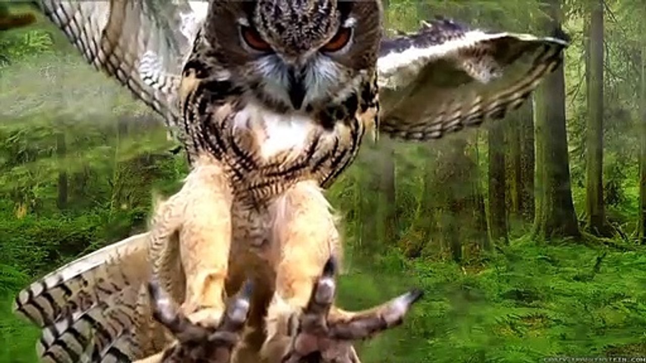 Wenn es nicht von einer Kamera aufgenommen worden wäre, würde es niemand glauben