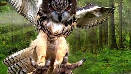 Wenn es nicht von einer Kamera aufgenommen worden wäre, würde es niemand glauben