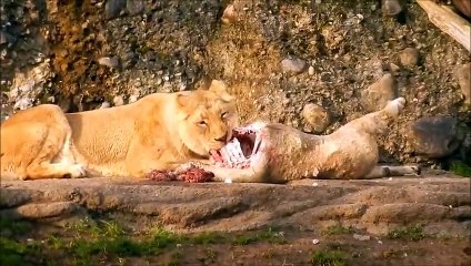 Deshalb werden Orcas Killerwale genannt