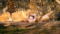 Löwenmutter opfert sich, um ihre 2 Löwen Babys über den Fluss zu retten