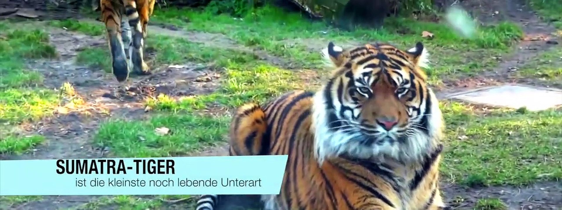 Die Kraft der Tiger - Beängstigende Tigerangriffe auf wilde Tiere   Tiger vs Mensch, Leopard,..