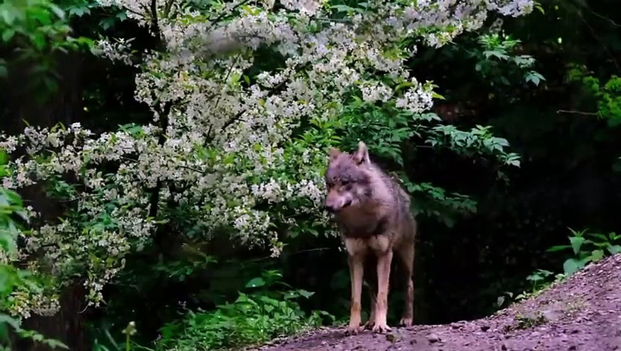 KANGAL -  DER MÖRDER DER WÖLFE