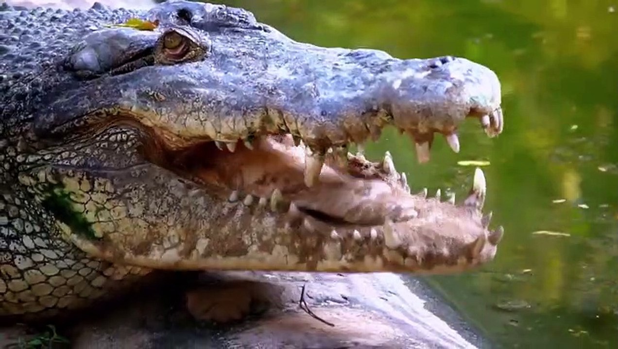 30 Tiere, die sich wirklich mit den falschen Gegner angelegt haben